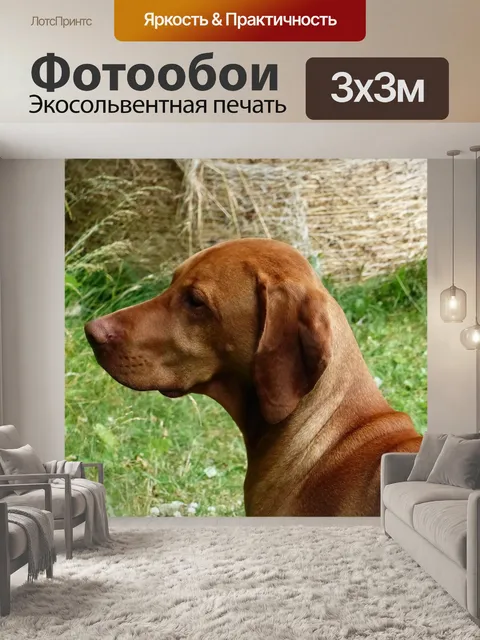 Фотообои Собака