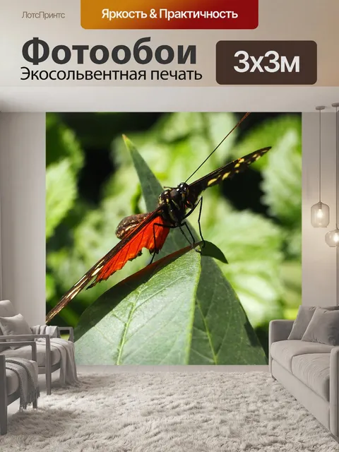 Фотообои Бабочка