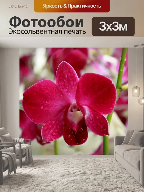Фотообои Цветок орхидеи цветы