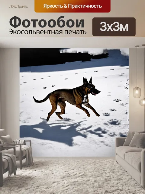 Фотообои бельгийская овчарка малинуа