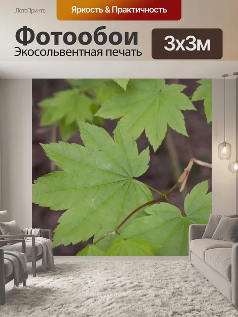 Фотообои Клен