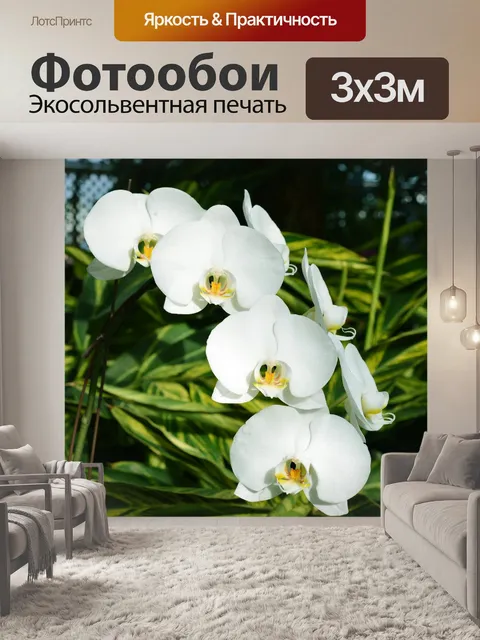 Фотообои Орхидеи