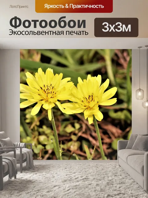 Фотообои Два полевых цветка одуванчика