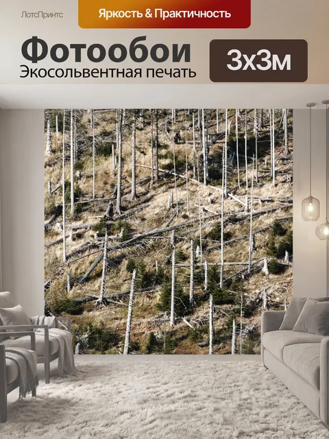 Фотообои повреждения лесов после урагана