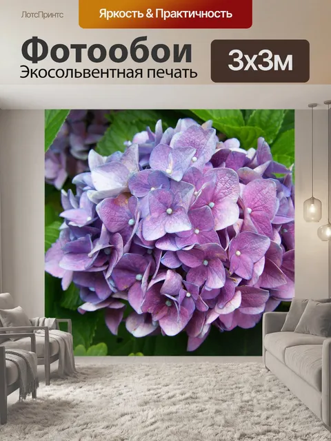 Фотообои Голубовато-пурпурная гортензия