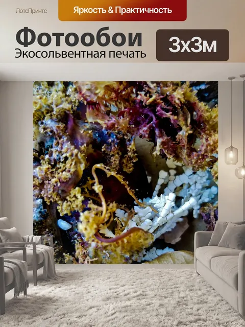 Фотообои Красочные морские растения