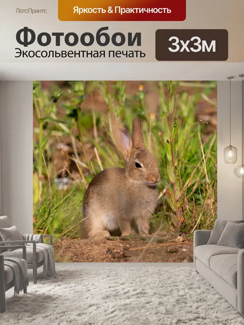 Фотообои Кролик