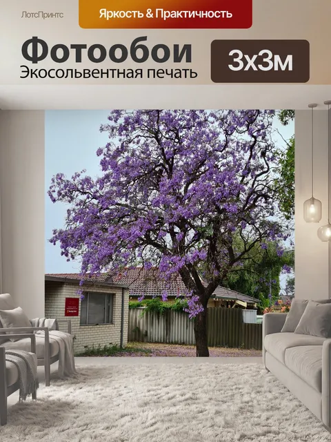 Фотообои Жакаранда Дерево Фиолетовые Цветы