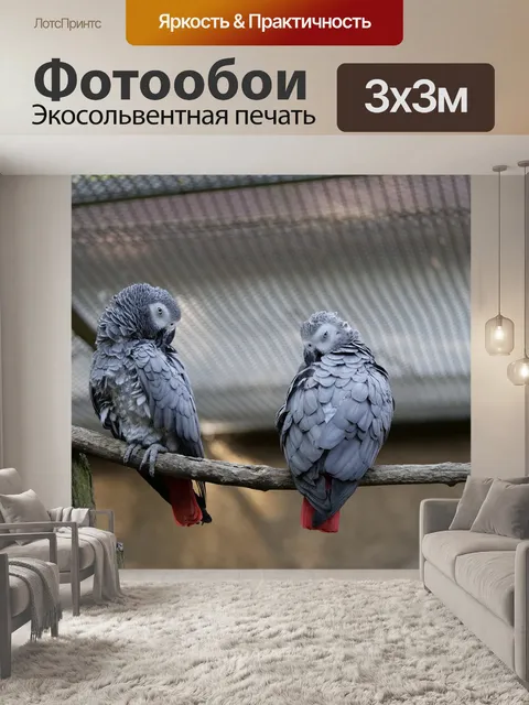 Фотообои Попугай