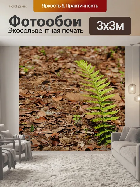 Фотообои Папоротник
