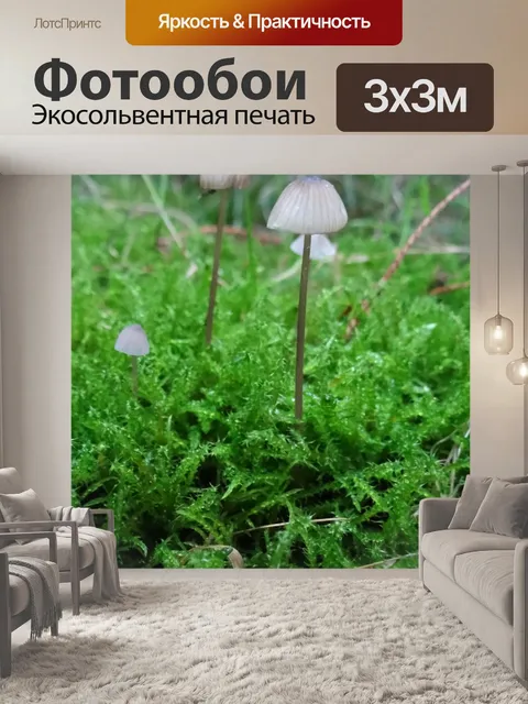 Фотообои Coprinellus disseminatus
