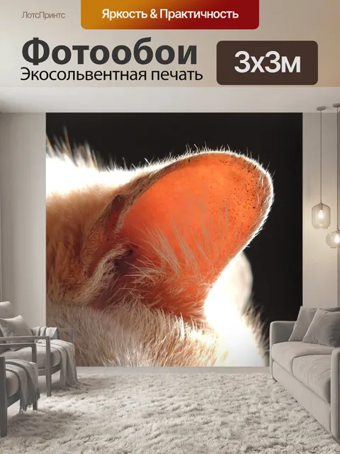 Фотообои Кот