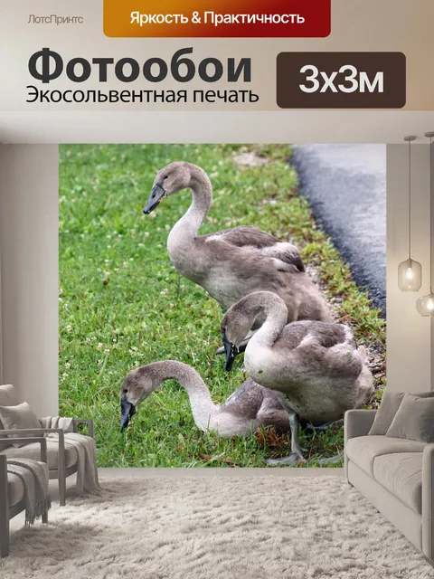 Фотообои Лебеди