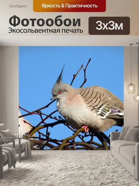 Фотообои Птицы