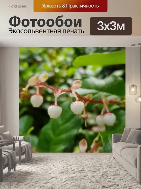 Фотообои Цветы