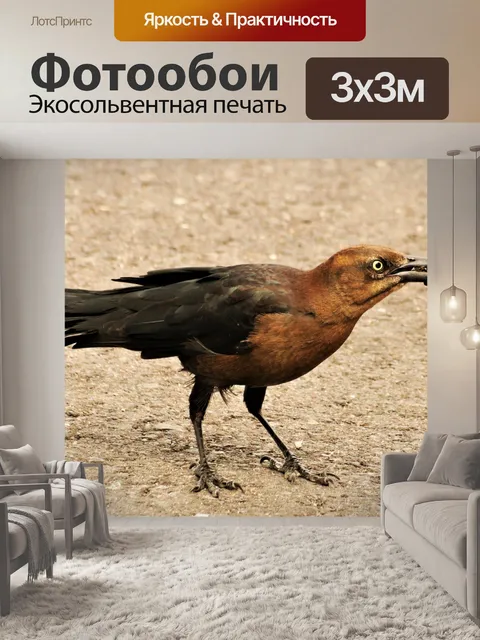 Фотообои Самка Grackle Bird с жуком