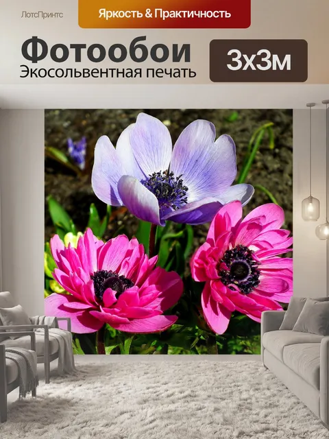 Фотообои Анемоны