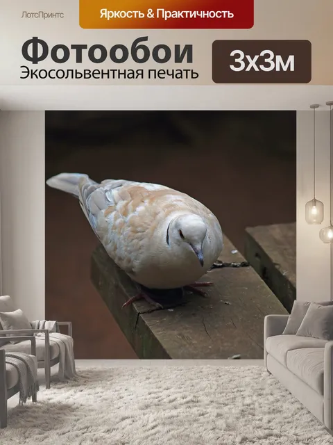 Фотообои горлышко голубя сидит на дереве