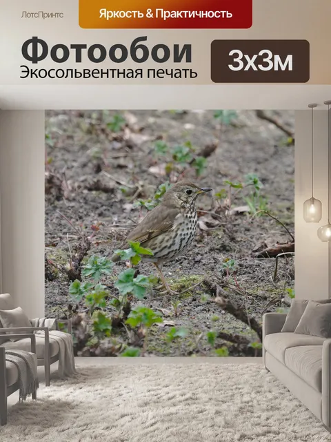 Фотообои Певчий дрозд