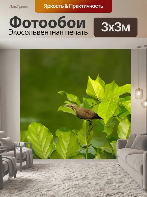 Фотообои Птица