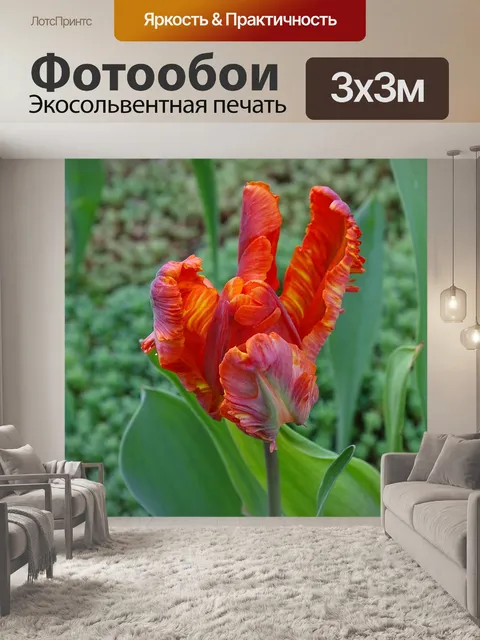 Фотообои Тюльпан
