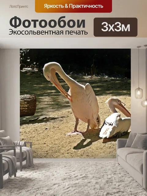 Фотообои Пеликан