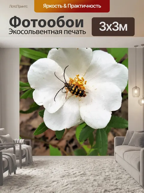 Фотообои Белая Прерия Роза и Жук