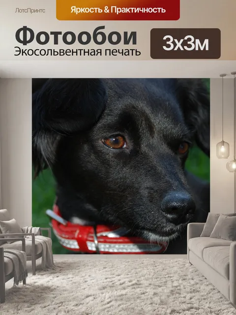 Фотообои Животные