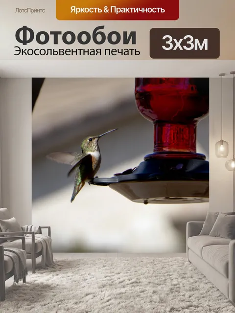 Фотообои Колибри Анна