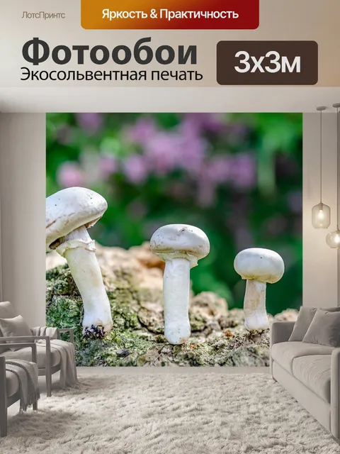 Фотообои Гриб