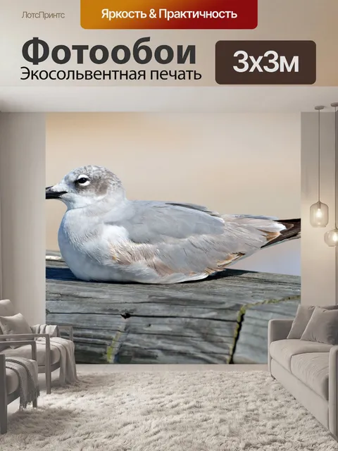Фотообои Чайка отдыха на пирсе