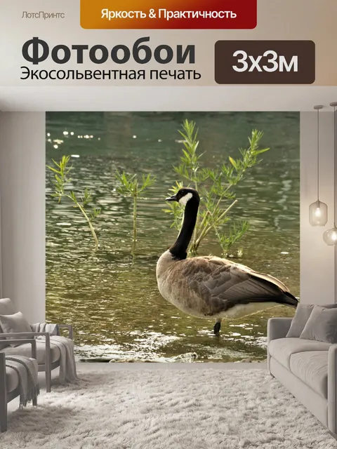 Фотообои Гусь, стоящий на мелководье