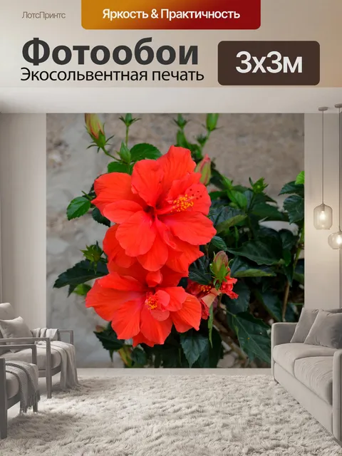 Фотообои Цветок гибискуса