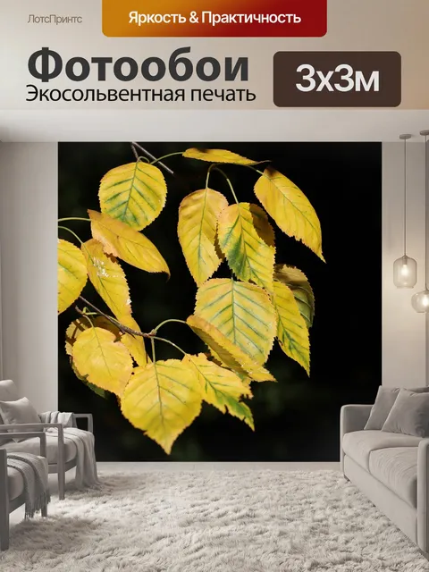 Фотообои Береза