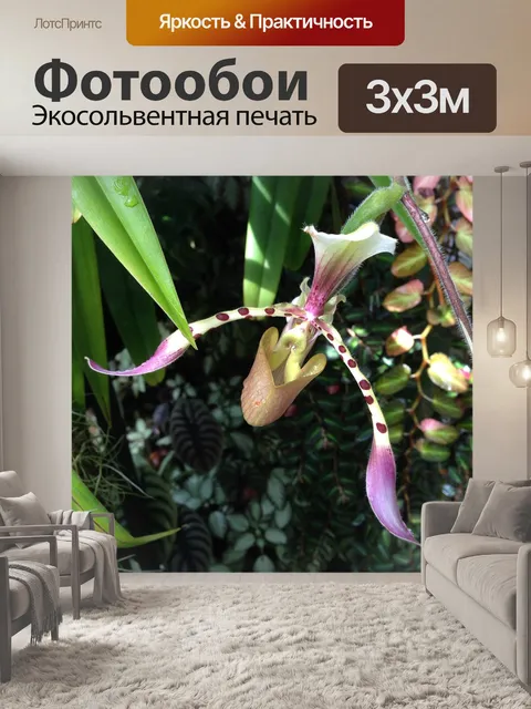 Фотообои Орхидея
