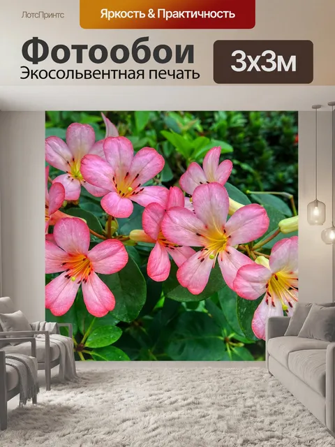 Фотообои Орхидеи