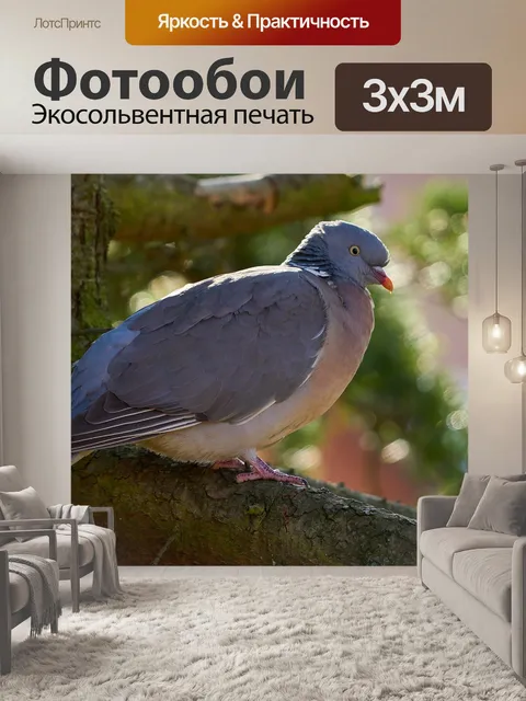 Фотообои Голубь