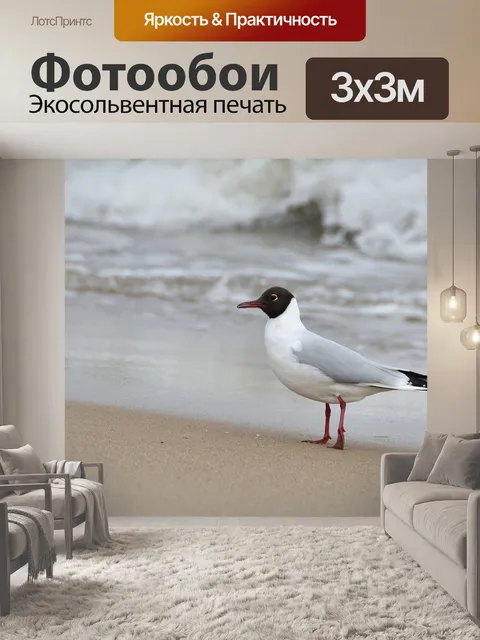 Фотообои Чайка