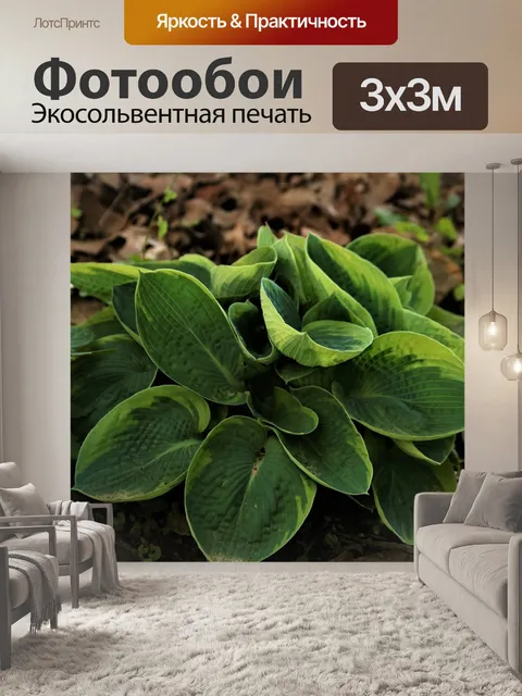 Фотообои Стеганый лист Хоста