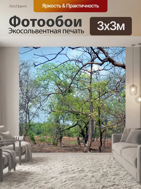 Фотообои Лес 51