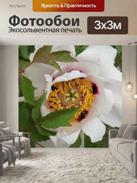 Фотообои Пионы