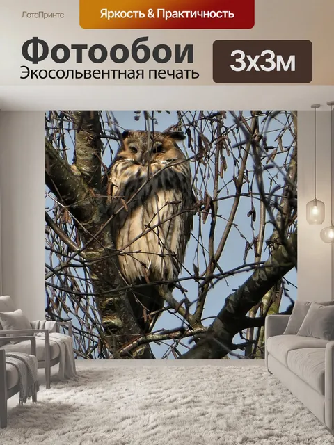 Фотообои Ушастая сова