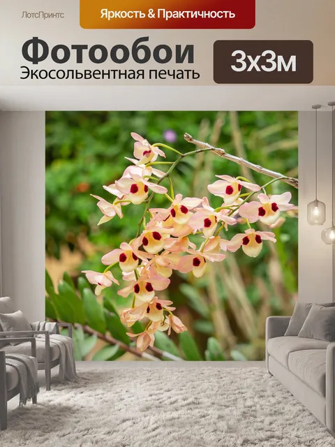 Фотообои Цветок орхидеи
