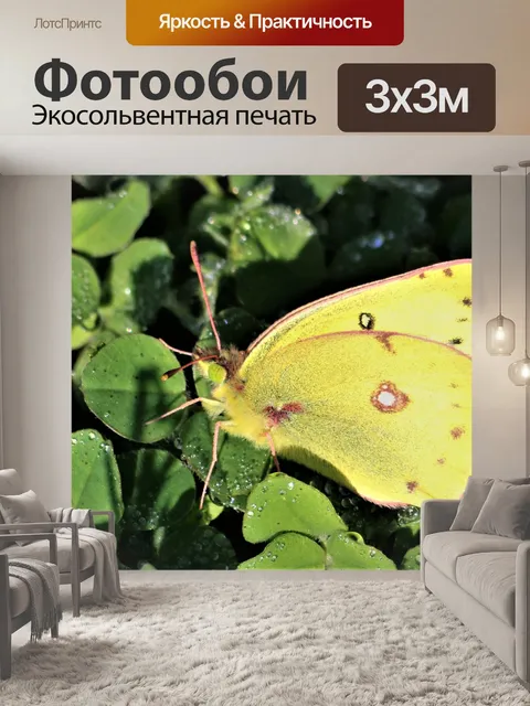 Фотообои Желтая бабочка и роса