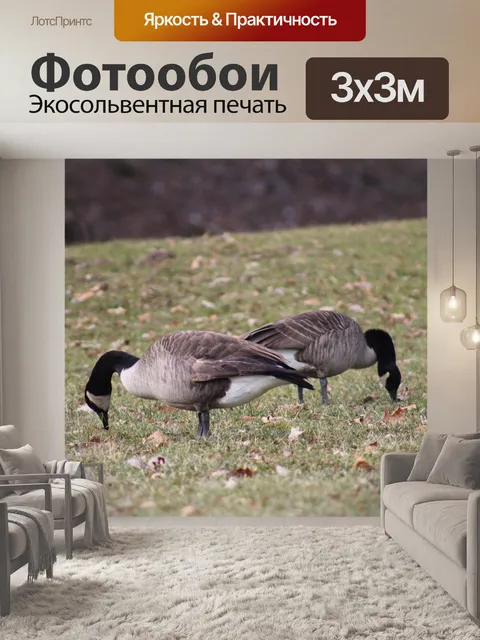 Фотообои Гуси