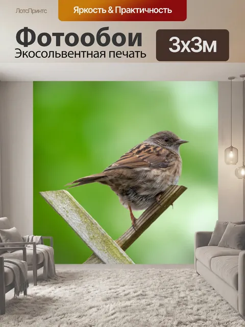 Фотообои Деревенский воробей Прохожий montanus