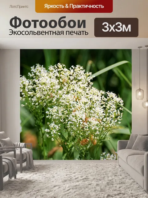 Фотообои Соцветие