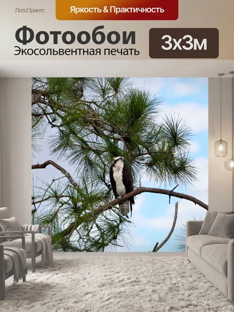 Фотообои Скопа в дикой природе
