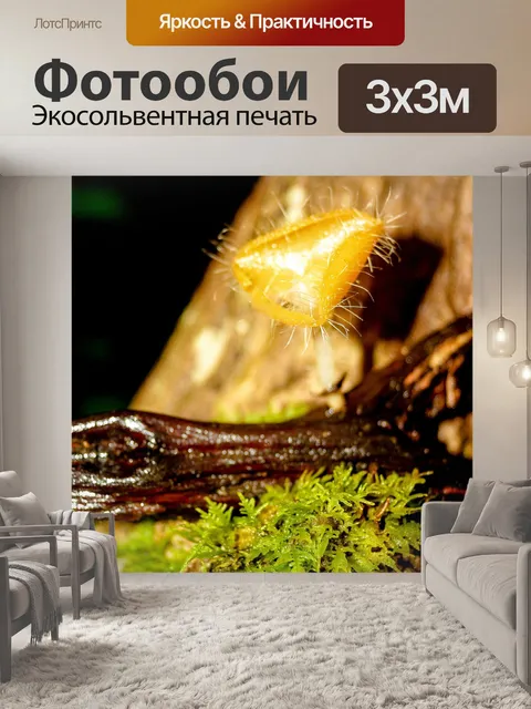 Фотообои грибы, растущие на фоне леса