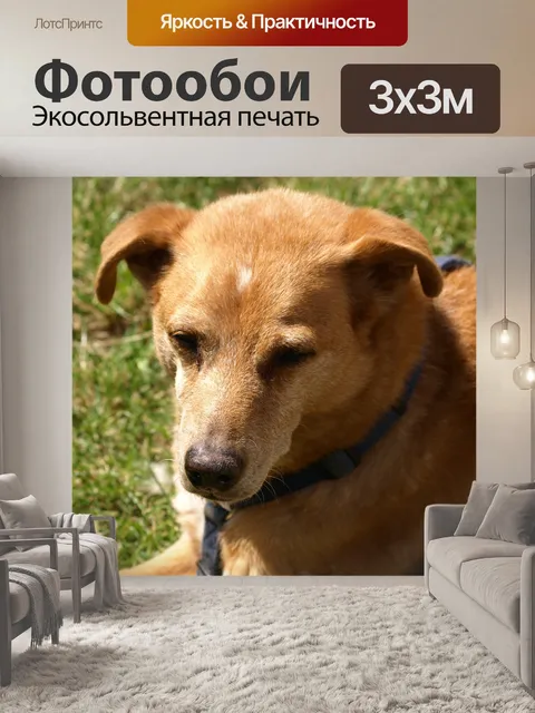 Фотообои Собака